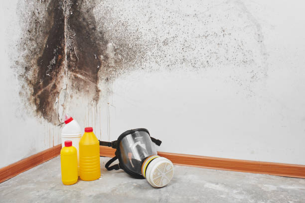 Best Residential Mold Removal  in Cooper City, FL