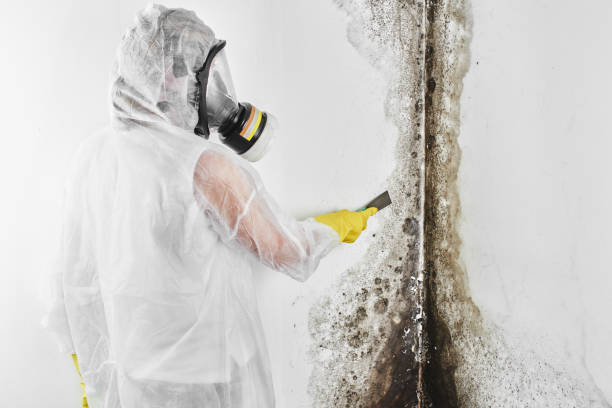 Professional Mold Removal in Cooper City, FL