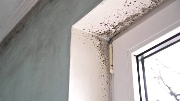 Best Emergency Mold Removal  in Cooper City, FL