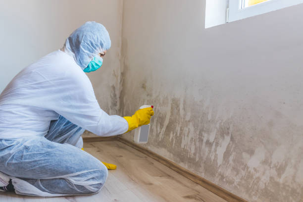 Mold Removal Process in Cooper City, FL