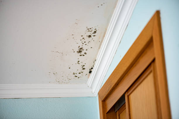 Best Residential Mold Removal  in Cooper City, FL