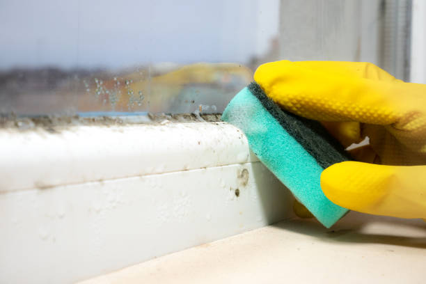 Trusted Cooper City, FL Mold Removal Experts