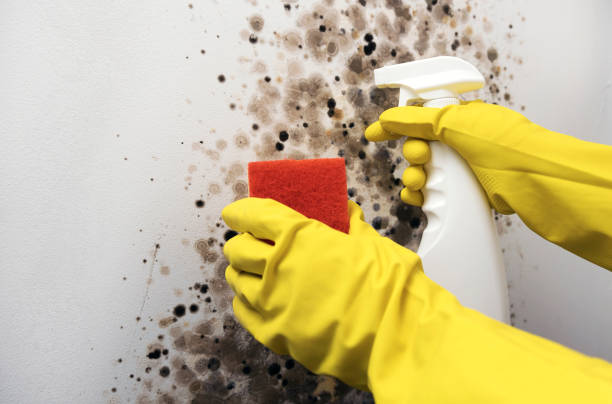 Best Same-Day Mold Removal  in Cooper City, FL