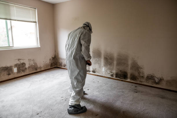 Best Mold Removal and Inspection  in Cooper City, FL