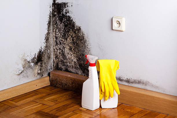 Best Emergency Mold Removal  in Cooper City, FL