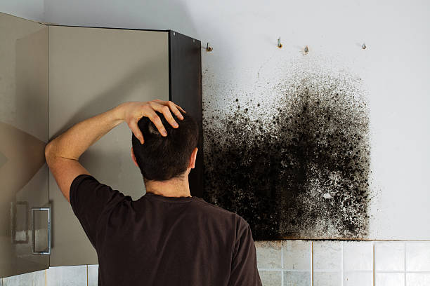 Best Fast Mold Removal  in Cooper City, FL